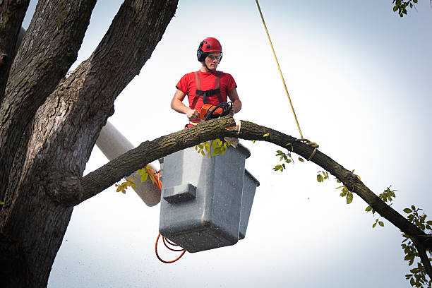 Reliable Delshire, OH Tree Care  Solutions